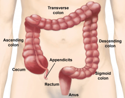 Overview of Colon
